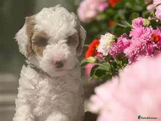 Australian Labradoodle dogs health tested parents!! Ready on 25 April 🐶 - Advert 4