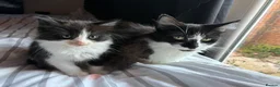 British Longhair cats for sale: 13 week old kitten  - Advert 1