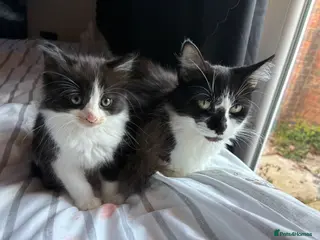 British Longhair cats 13 week old kitten - Advert 1