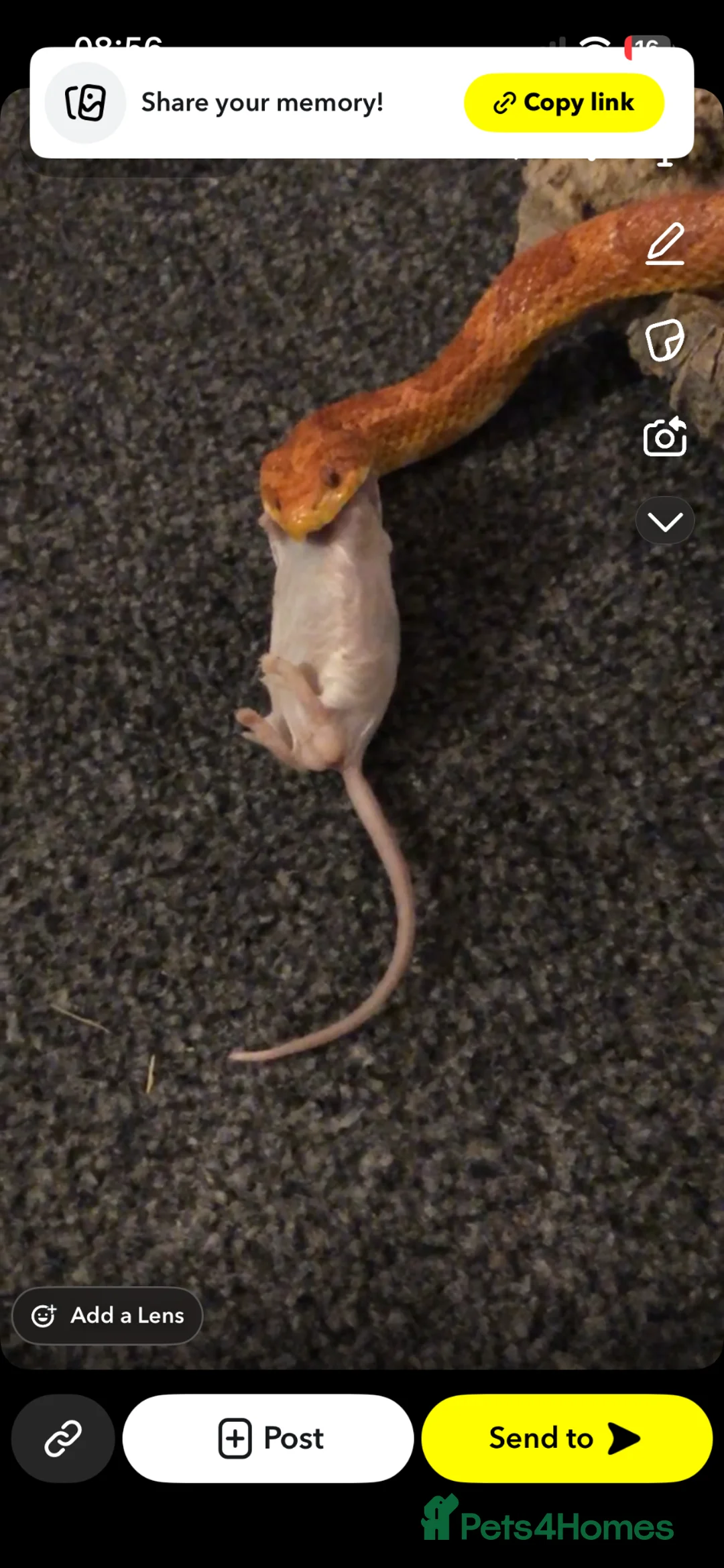 Corn Snake reptiles for sale: Corn snake unsure on the sex  in Ayr - Advert 2