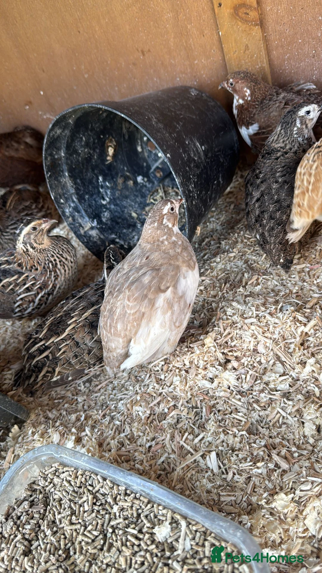 Quail poultry for sale: Quail chicks  in Llangollen - Advert 2