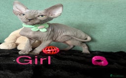 Sphynx cats for sale: Sphynx kittens ready now✨ - Image 8