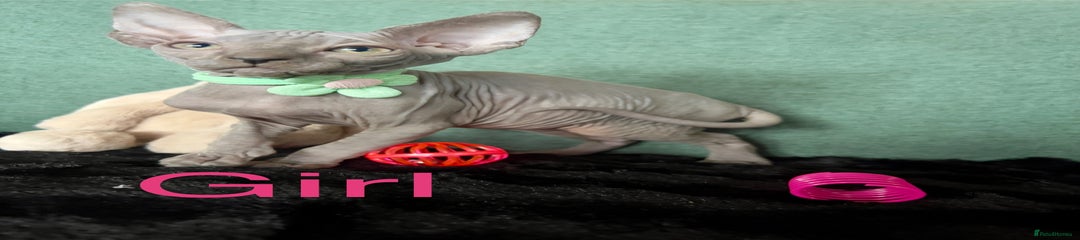 Sphynx Kitten 3