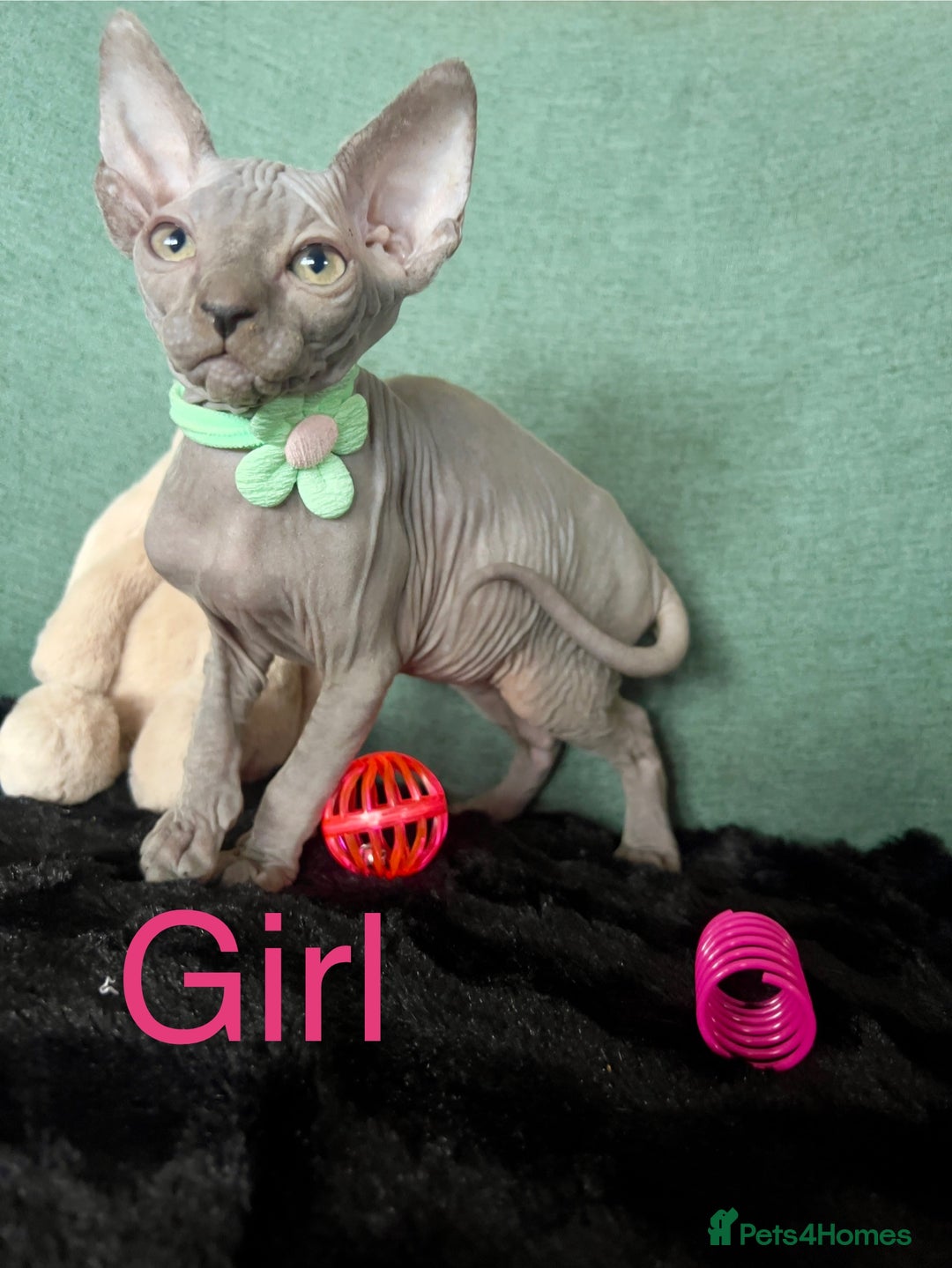 Sphynx cats for sale: Sphynx kittens ready now✨ - Image 8