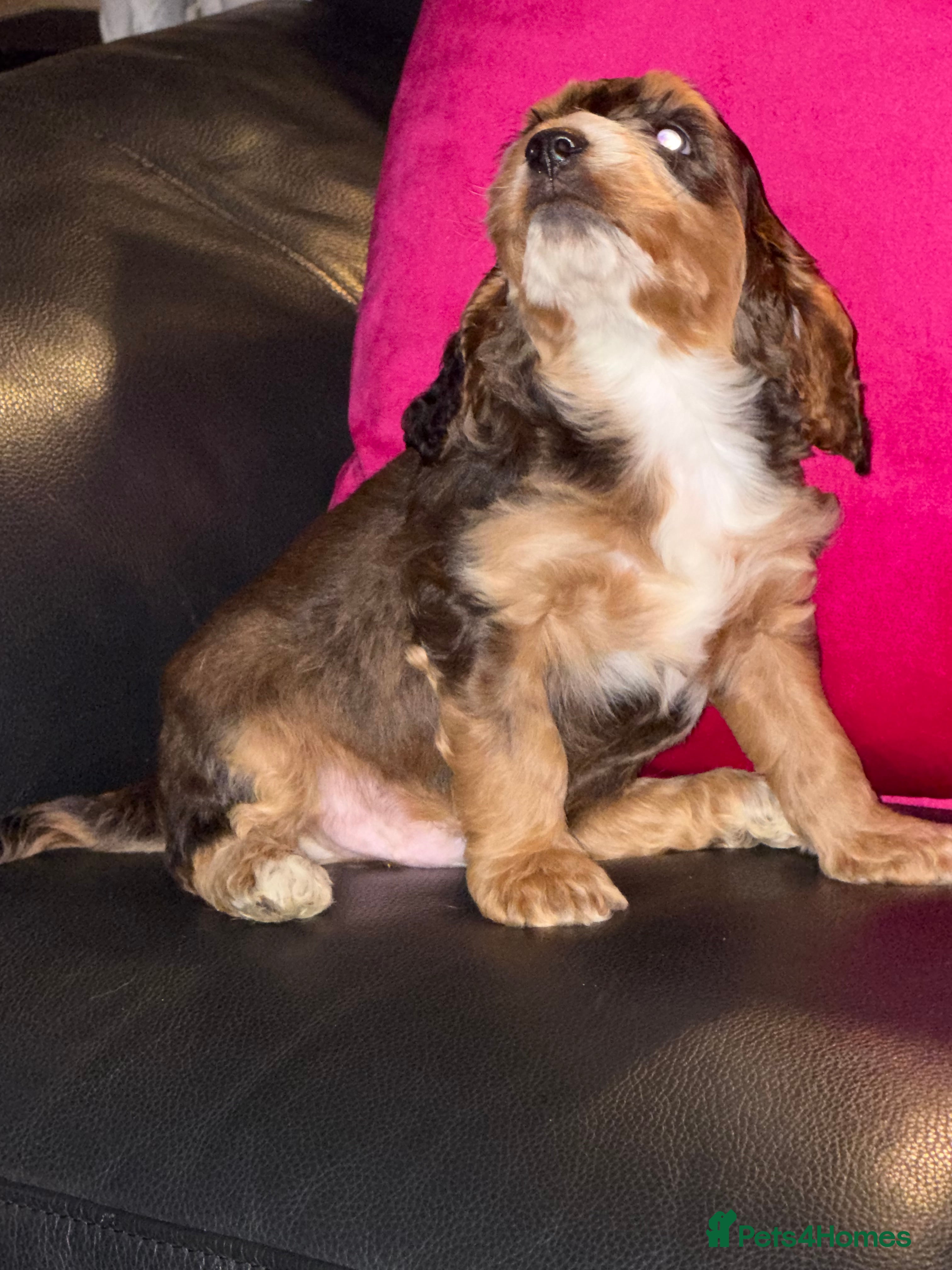 Cockapoo dogs Cockapoo pups  - Advert 18