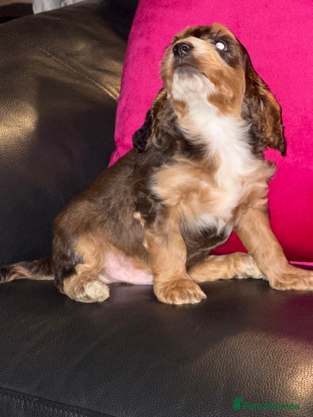 Cockapoo dogs for sale: Cockapoo pups one boy available  - Advert 3