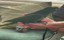 Macaws birds for sale: Female hahns macaw - Image 1