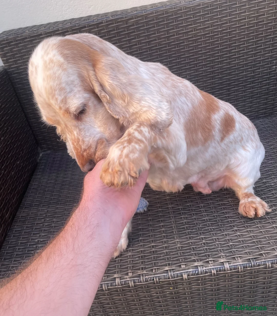 Cocker Spaniel dogs for sale: Cocker Spaniel Looking For A Happy Retirement Home - Advert 8
