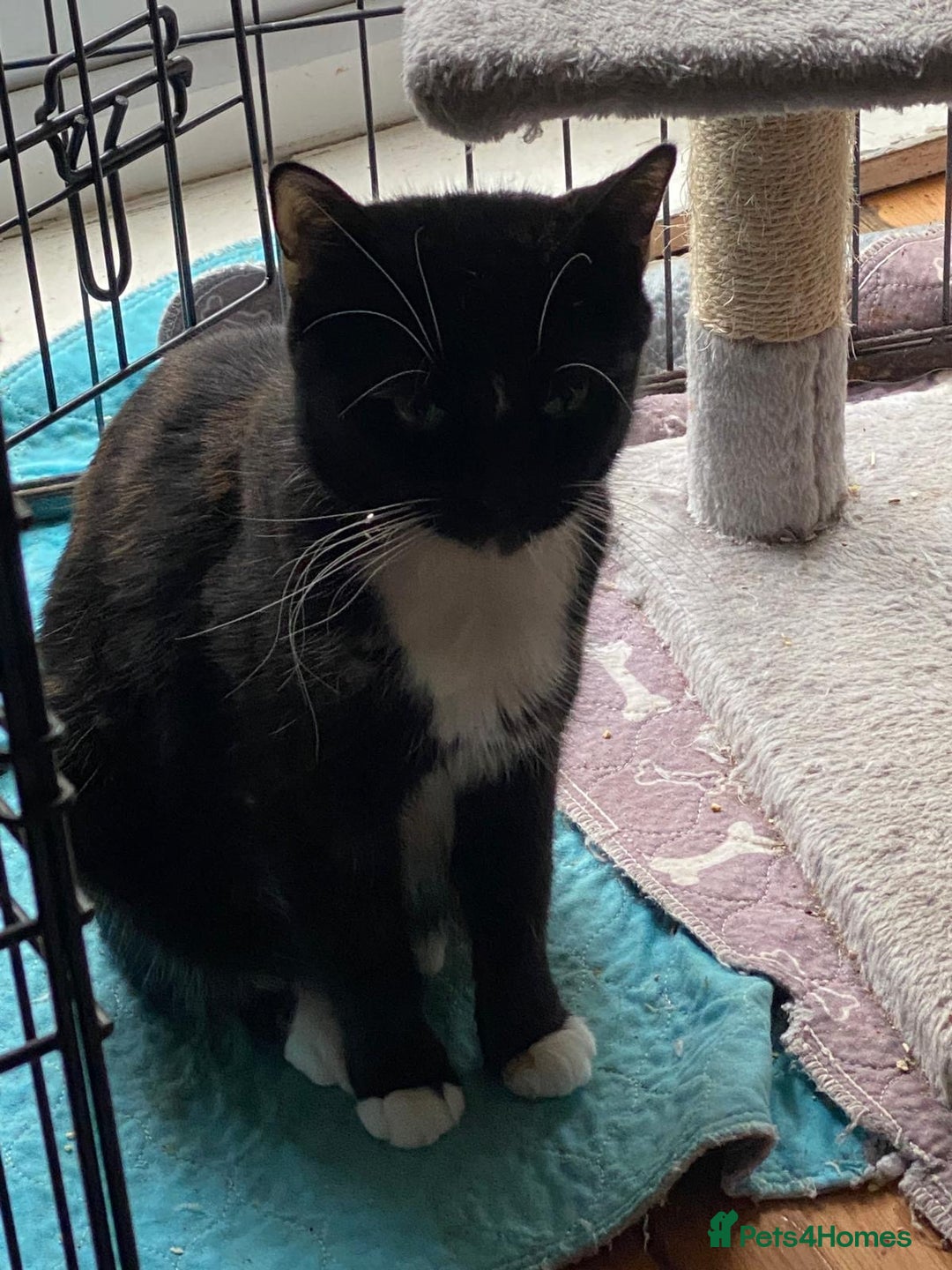 Mixed Breed cats for sale: 1 girl and 1 boy ready now - Advert 8