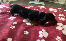 Dachshund dogs for sale: Dachshund Girl Puppies Absolutely Gorgeous  - Image 3