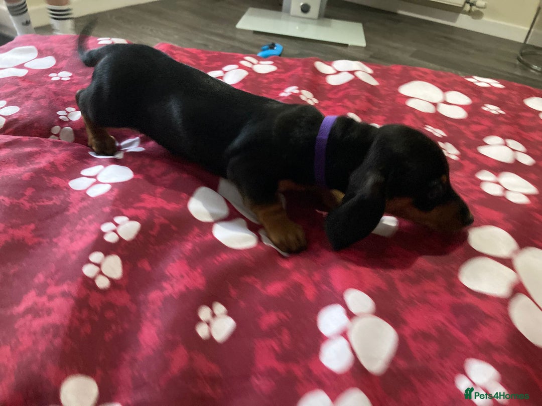 Dachshund dogs for sale: Dachshund Girl Puppies Absolutely Gorgeous  - Image 3