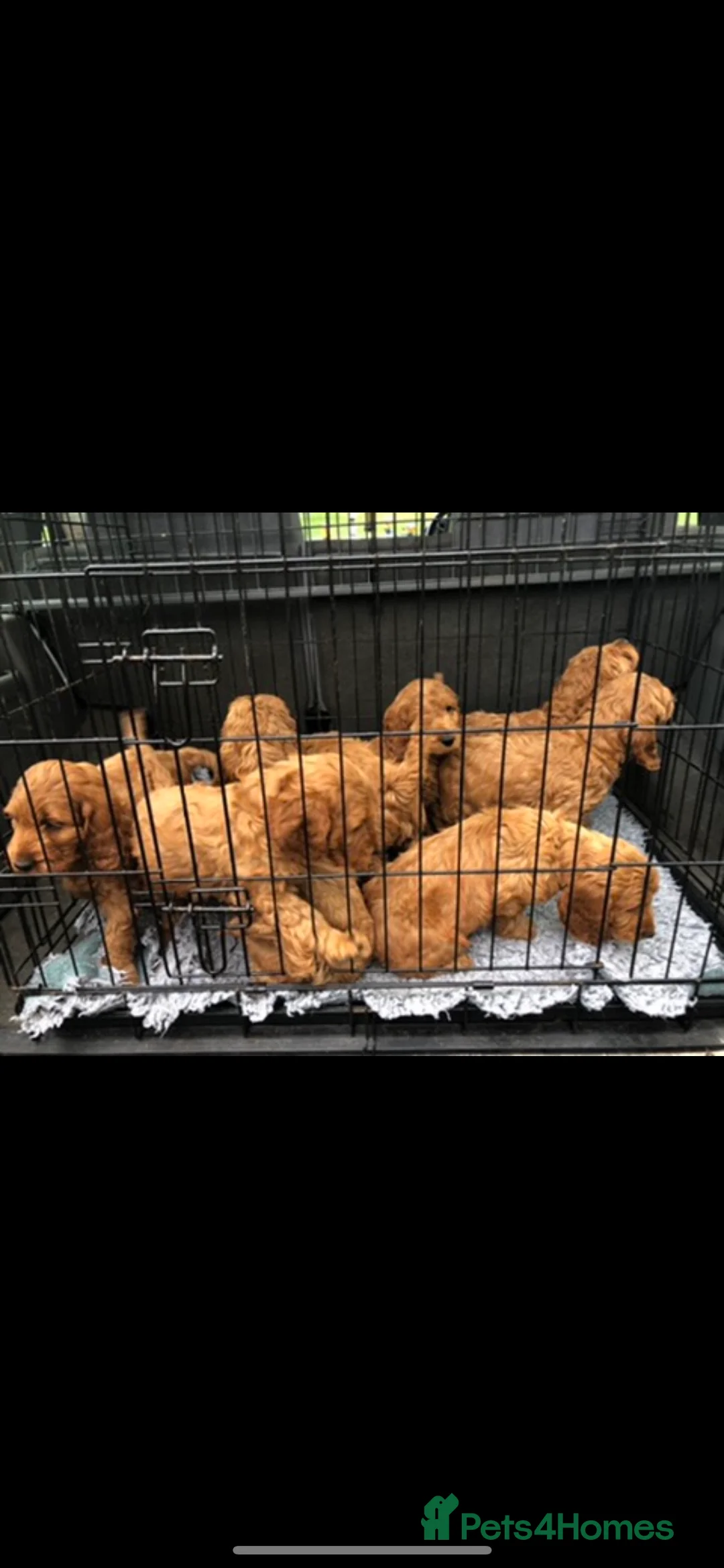 Miniature Poodle dogs for stud: Proven extensively health tested KC RED poodle in Swansea - Advert 11