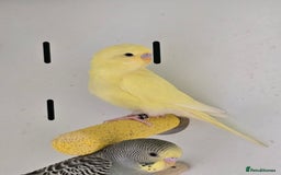 Budgerigars birds for sale: Beautiful Baby Budgies, lovebirds & Cockatiels!!! - Image 2