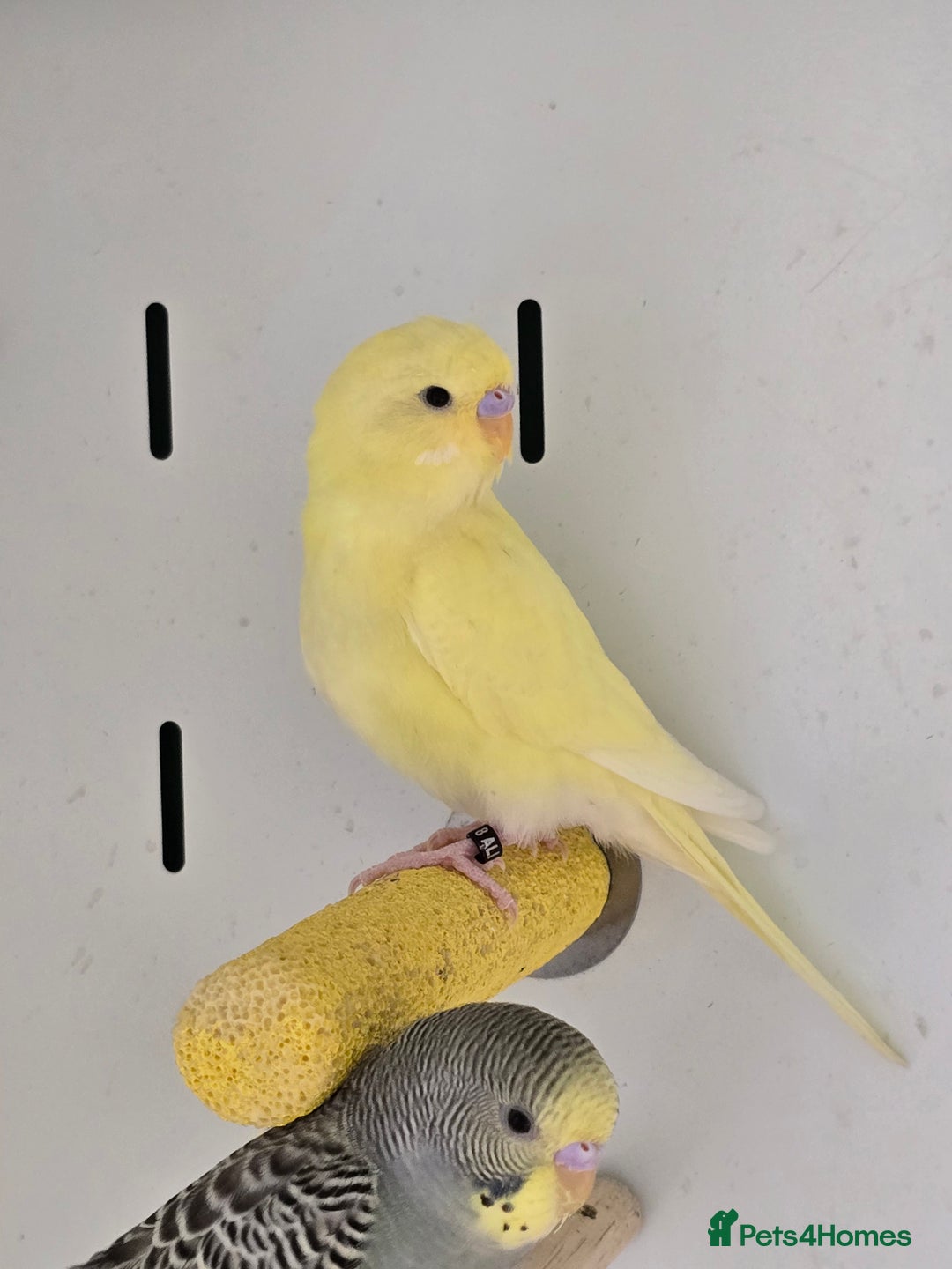 Budgerigars birds for sale: Beautiful Baby Budgies, lovebirds & Cockatiels!!! - Image 2