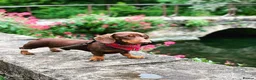 Miniature Dachshund dogs for sale: KC Miniature dachshund chocolate and tan puppies!  - Advert 17