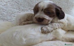 Cocker Spaniel dogs for sale: ❤️‍🔥❤️‍🔥💥Show Type Cocker Spaniel Puppies - Advert 20