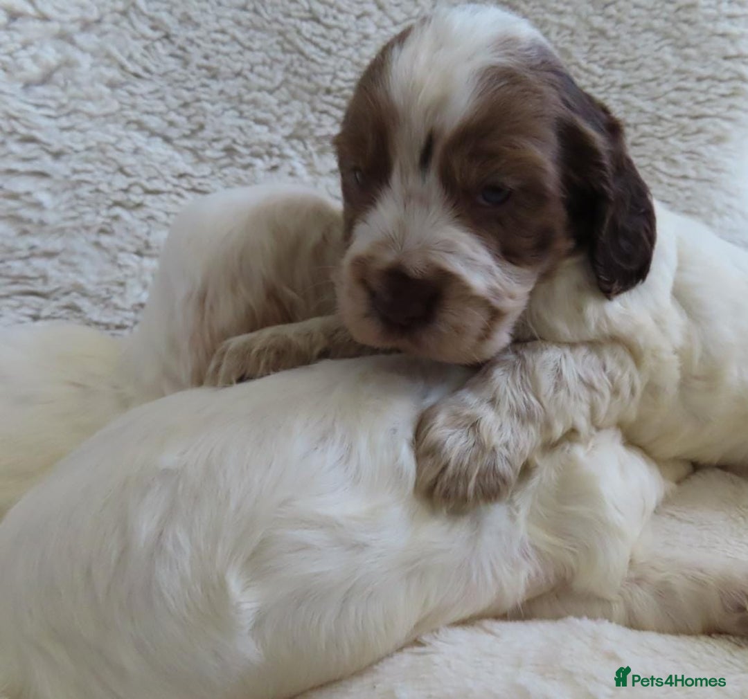 Cocker Spaniel dogs for sale: ❤️‍🔥❤️‍🔥💥Show Type Cocker Spaniel Puppies - Advert 20