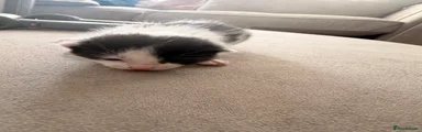 Domestic Shorthair 3