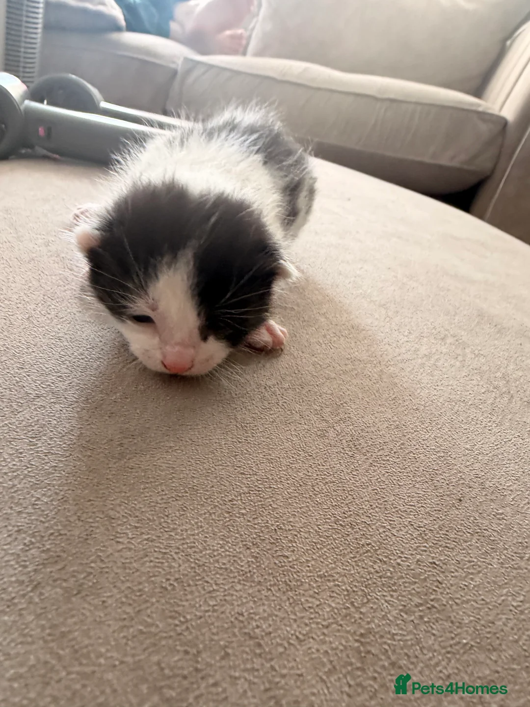 Domestic Shorthair cats for sale: 3 kittens left  - Advert 2
