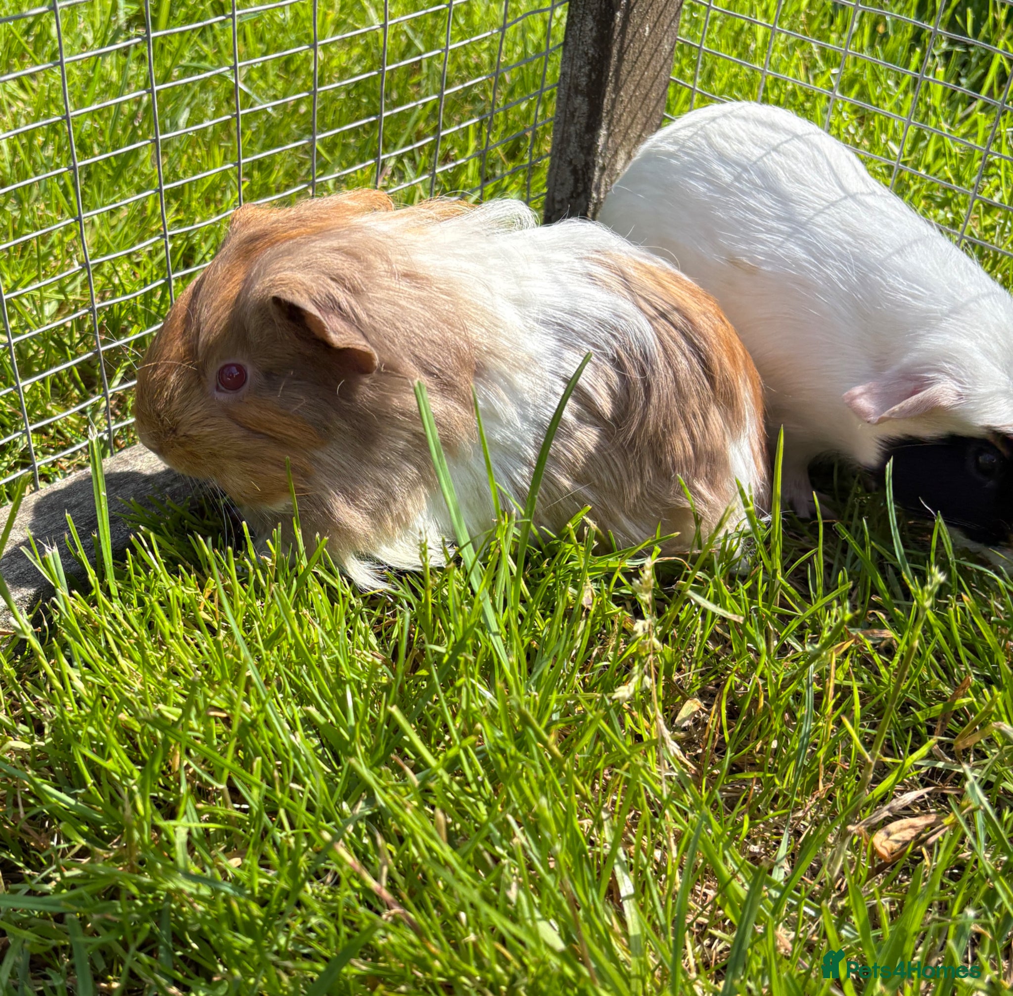 Guinea Pig rodents Calm, Guineas pig girls  - Advert 2