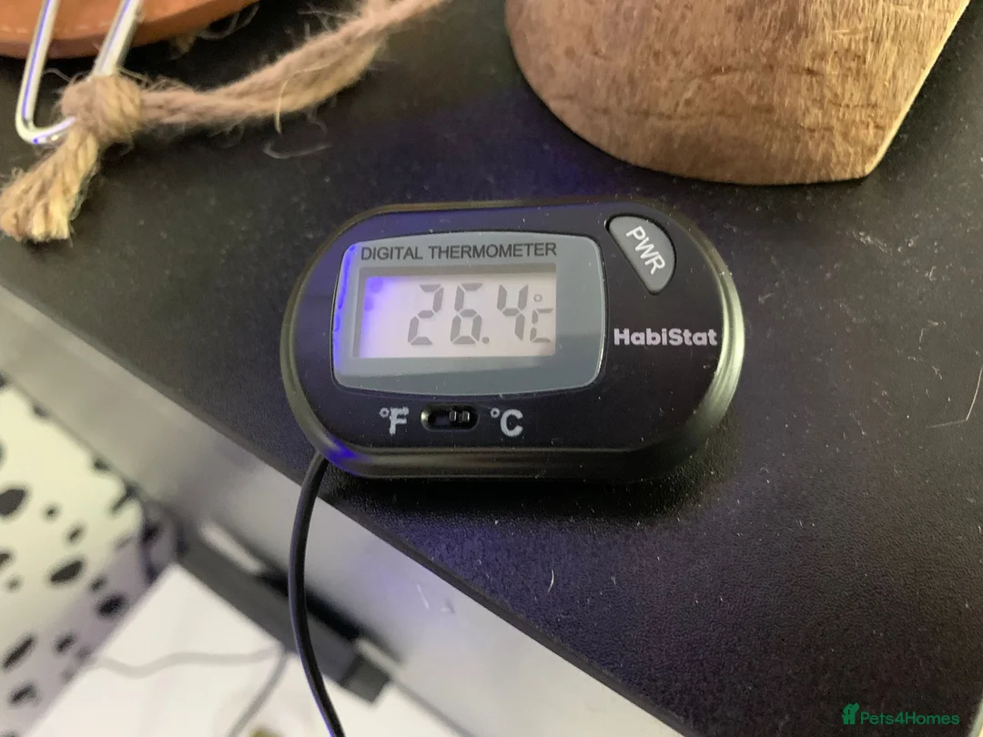 Leopard Gecko reptiles for sale: Leopard gecko & full set up  in Liverpool - Advert 11