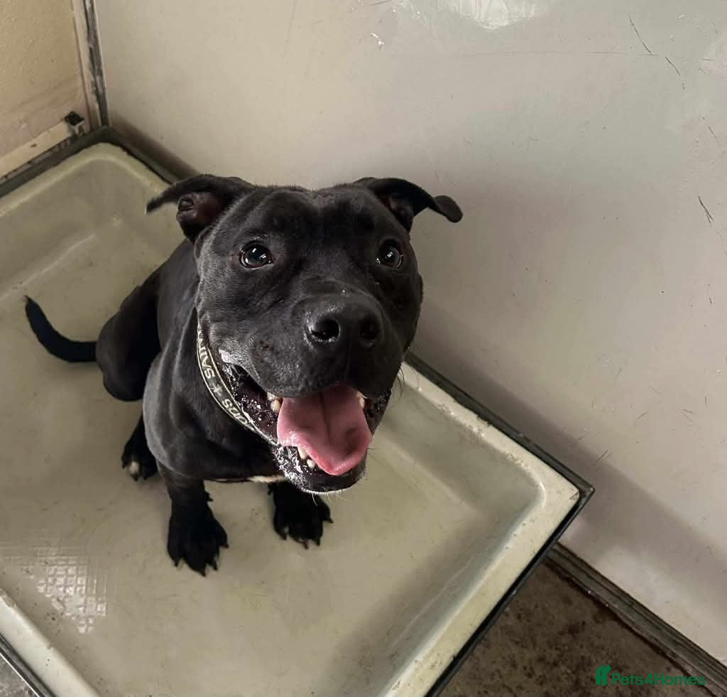 Mixed Breed dogs Meet Gomez, currently residing in Ormskirk  in Ormskirk - Advert 1