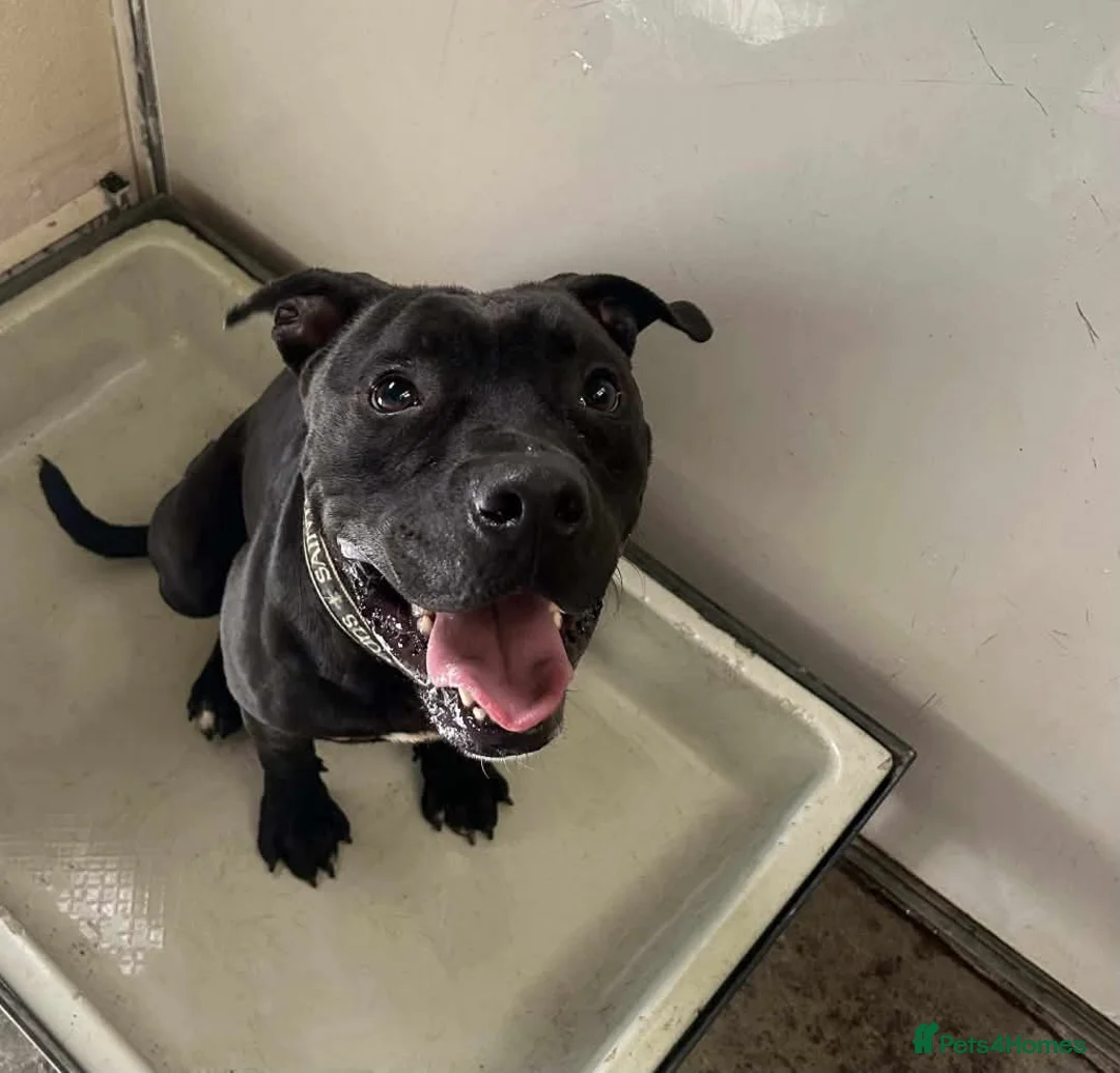 Mixed Breed dogs for adoption: Meet Gomez, currently residing in Ormskirk  in Ormskirk - Advert 1