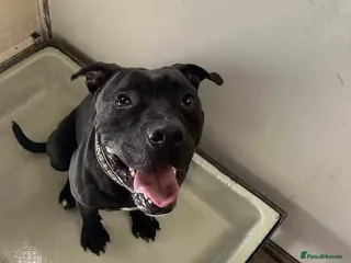 Mixed Breed dogs Meet Gomez, currently residing in Ormskirk in Ormskirk - Advert 1