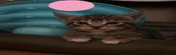 Bengal cats for sale: Beautiful Bengal Cross Kittens - Advert 20