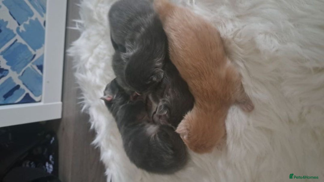 Maine Coon cats for sale: Maine coon kittens for sale  - Image 8