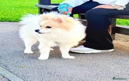 Pomeranian dogs for sale: 🐶 🐾  Adorable Purebred Pomeranian Boy  🐾  🐶 - Image 2