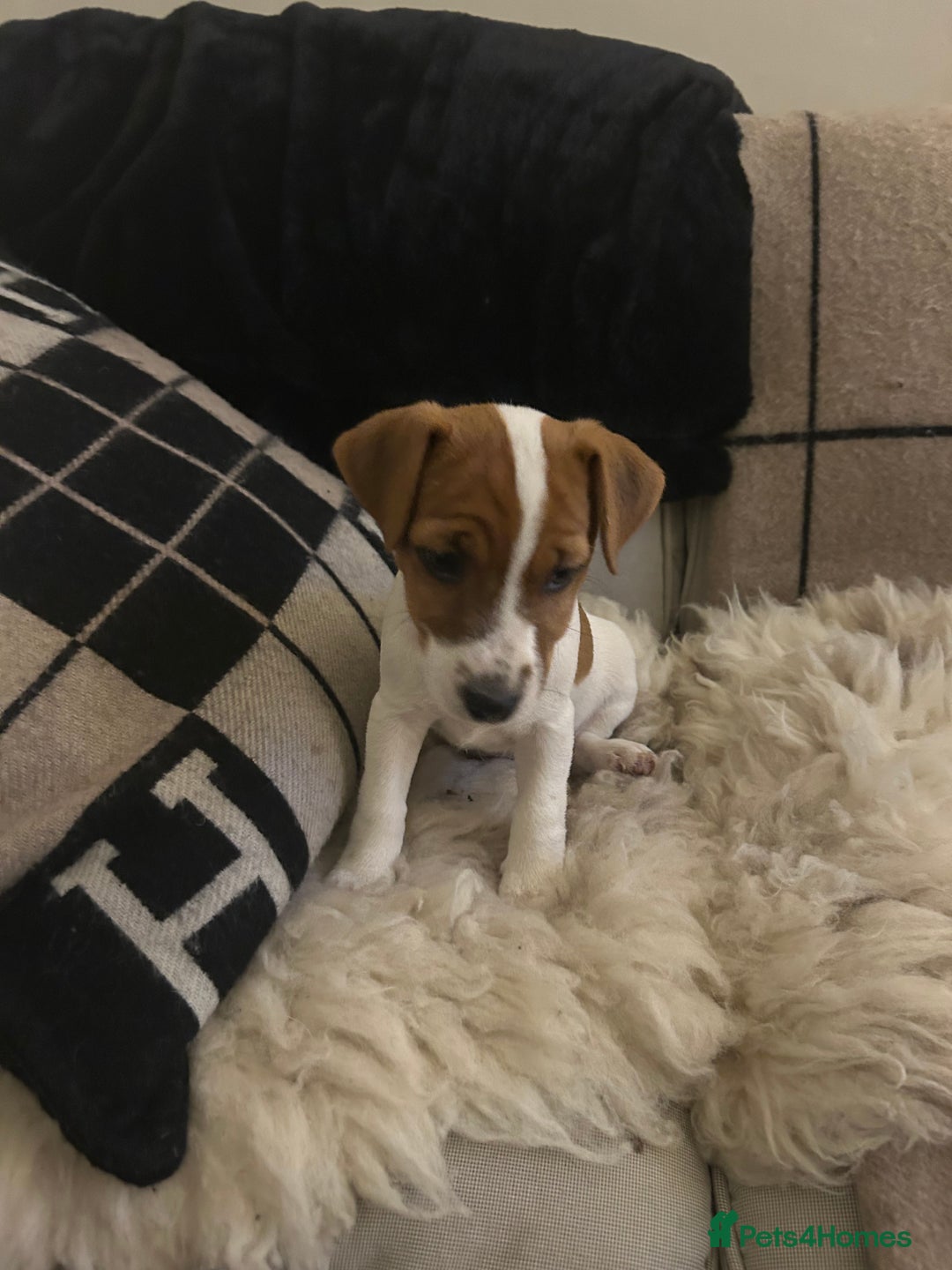 Mixed Breed dogs for sale: Parson / Jack Russell puppies - Advert 19
