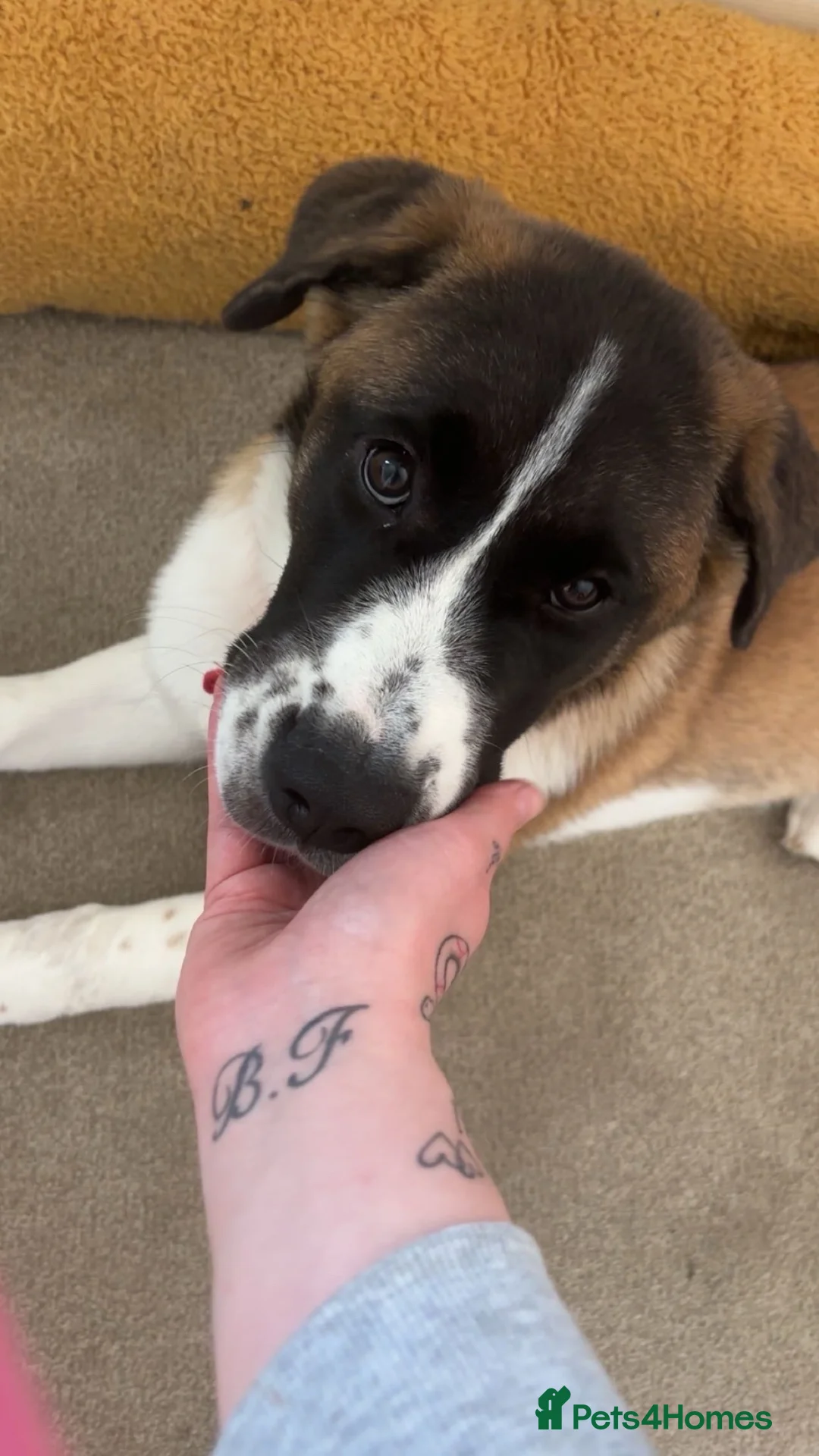 Mixed Breed dogs for sale: Storm  - Advert 2
