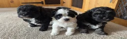 Yorkiepoo dogs for sale: Beautiful yorkiepoo puppies  - Advert 1