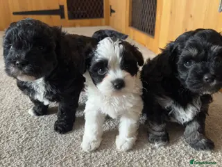 Yorkiepoo dogs Beautiful yorkiepoo puppies - Advert 1