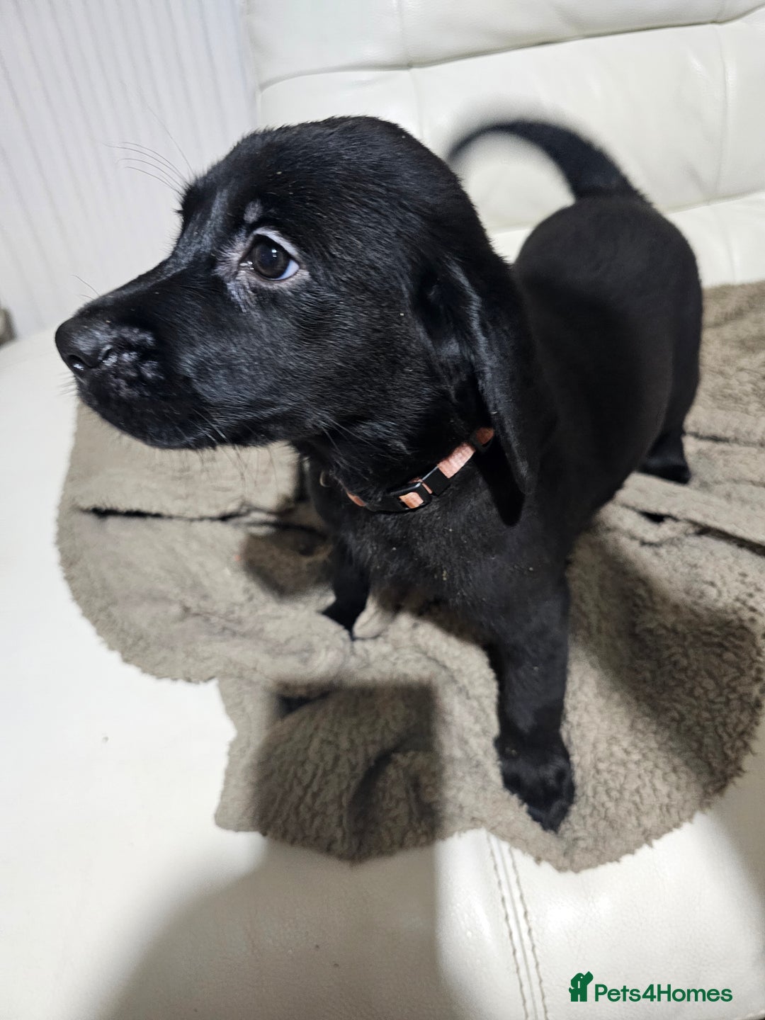 Labrador Retriever dogs for sale: 2boys / 4 girls  READY TODAY FOR FOREVER HOMES - Image 14
