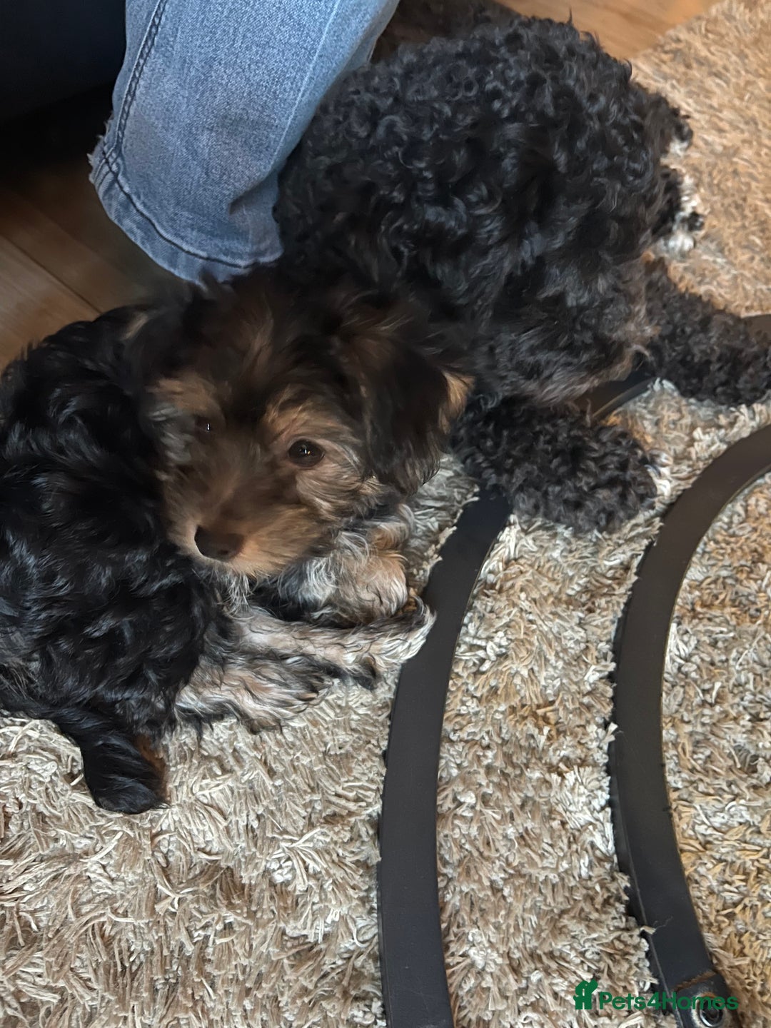 Mixed Breed dogs for sale: Adorable Morkie Poo puppies - Advert 6