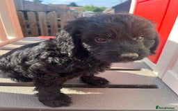 Cockapoo dogs for sale: F1 Cockapoo puppies  - Image 5