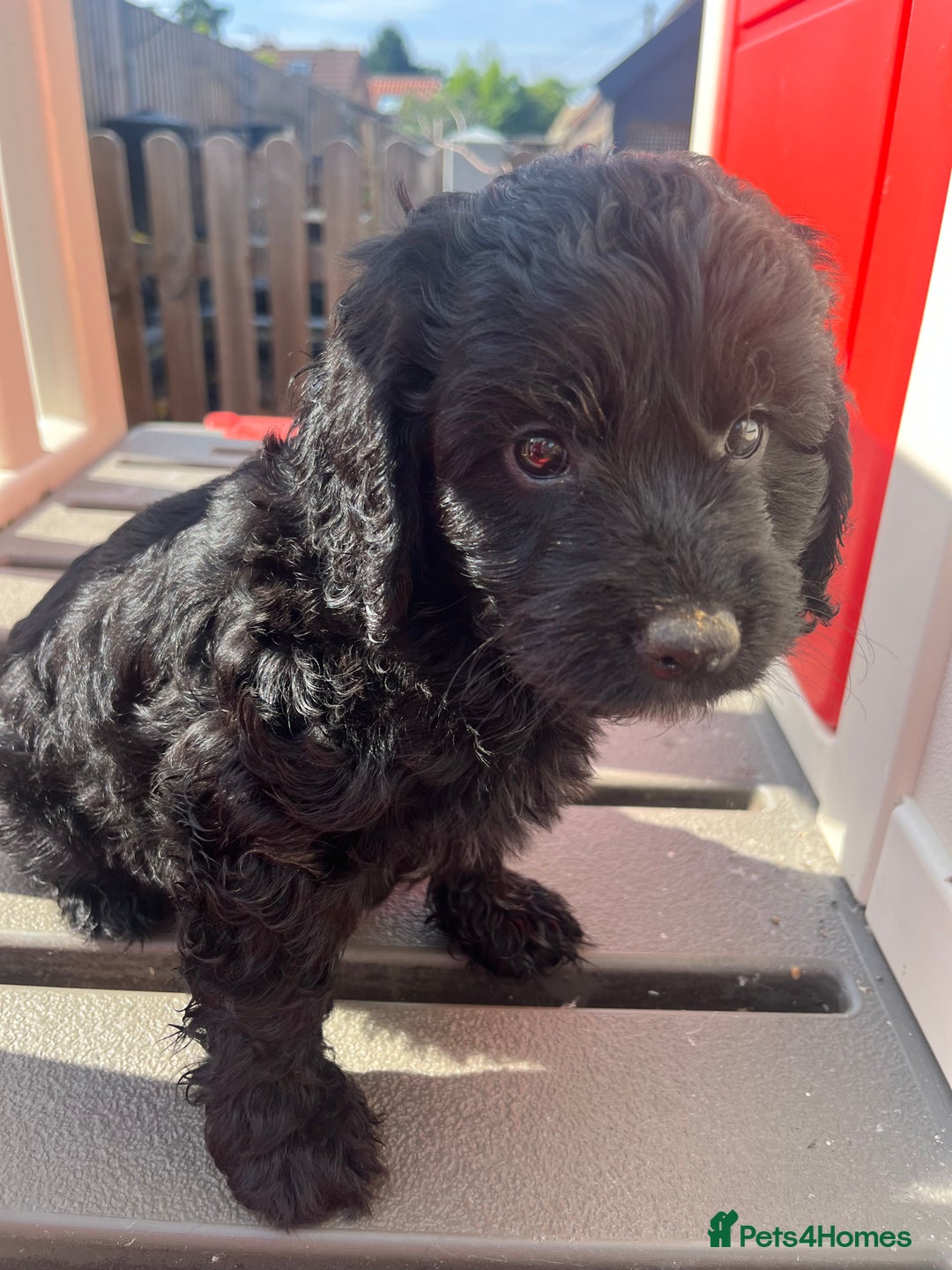Cockapoo dogs for sale: F1 Cockapoo puppies  - Image 5