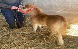 Welsh Section A horses for sale: Tame Gelding etm 11.2hh Kids Lead Rein Riding Pony - Advert 17