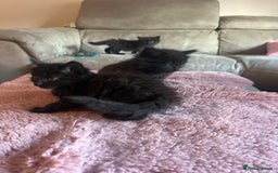 Norwegian Forest Cat cats for sale: Norwegian forest/ Bombay kittens  - Image 9