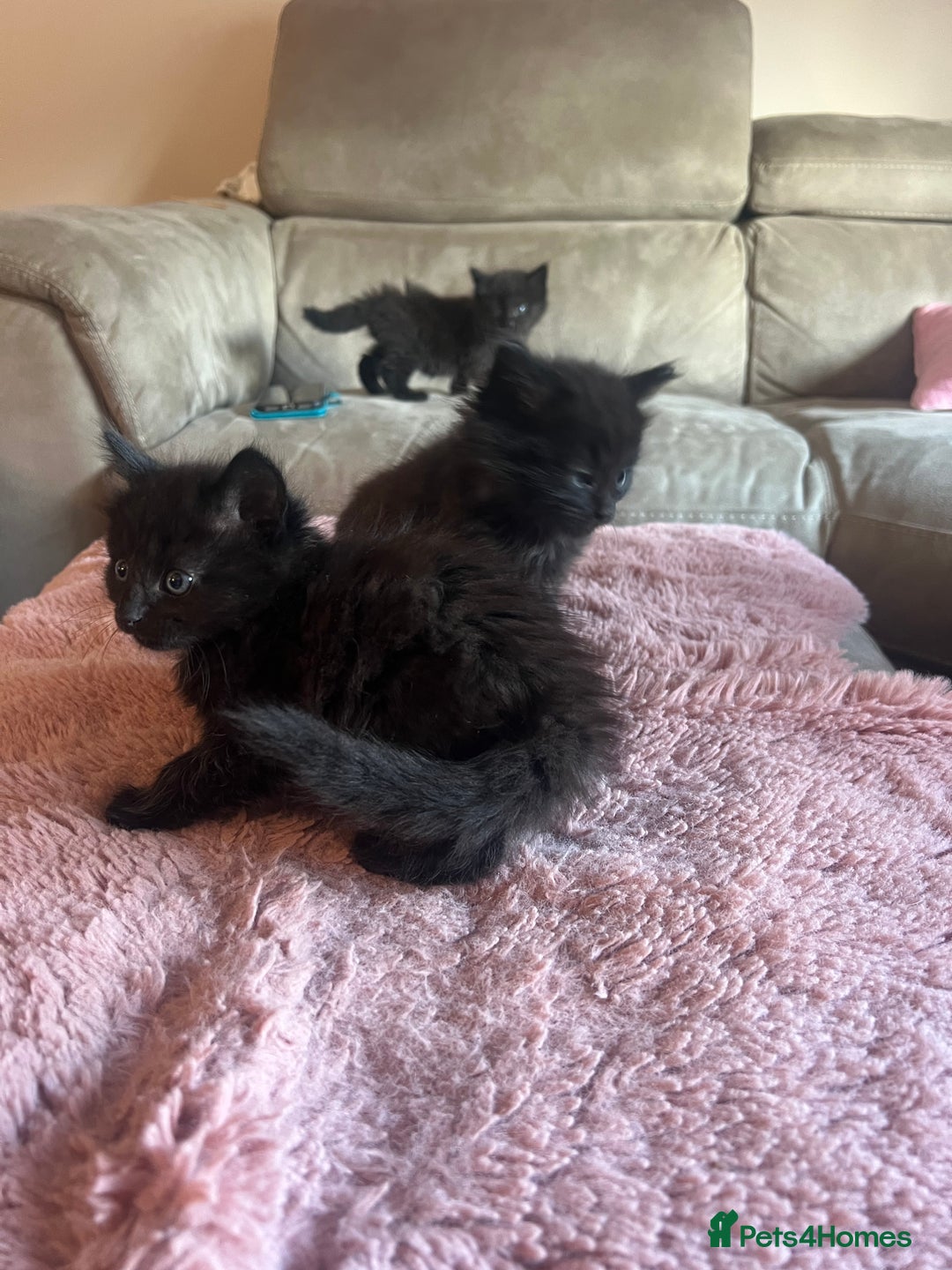 Norwegian Forest Cat cats for sale: Norwegian forest/ Bombay kittens  - Image 9