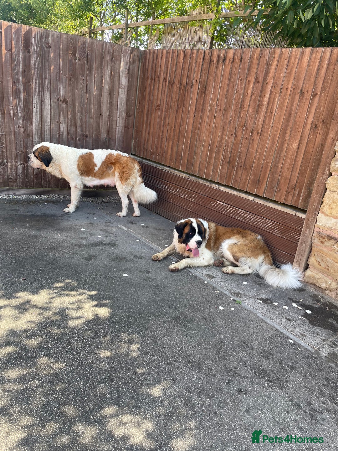 Saint Bernard dogs for sale: Saint Bernard puppies. Ready to leave  - Image 12