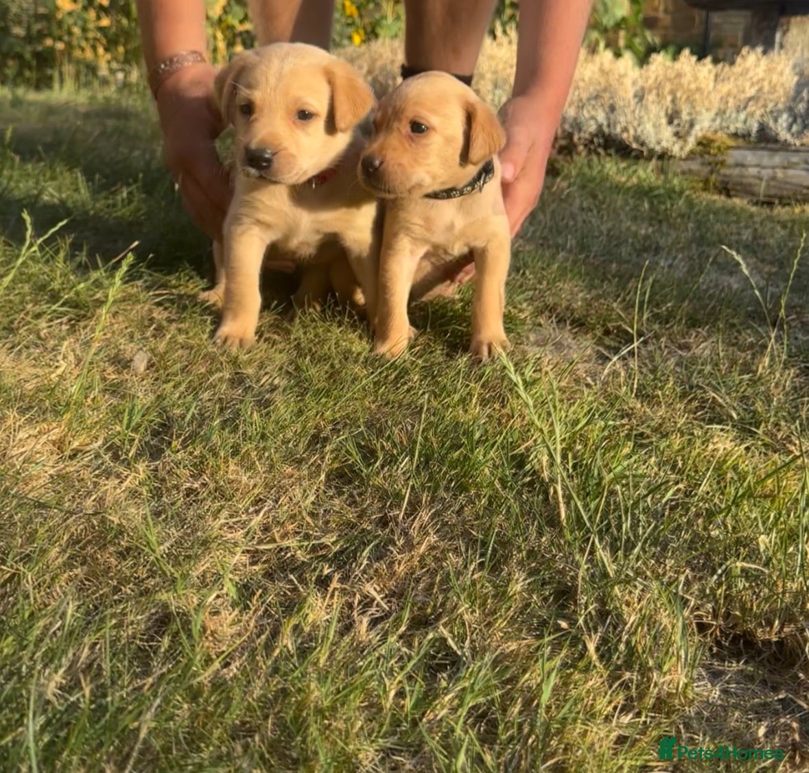 Labrador Retriever dogs KC registered, Yellow Labrador Retriever Puppies - Advert 2