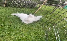 Lionhead rabbits for sale: 2 bonded rabbits  - Image 9