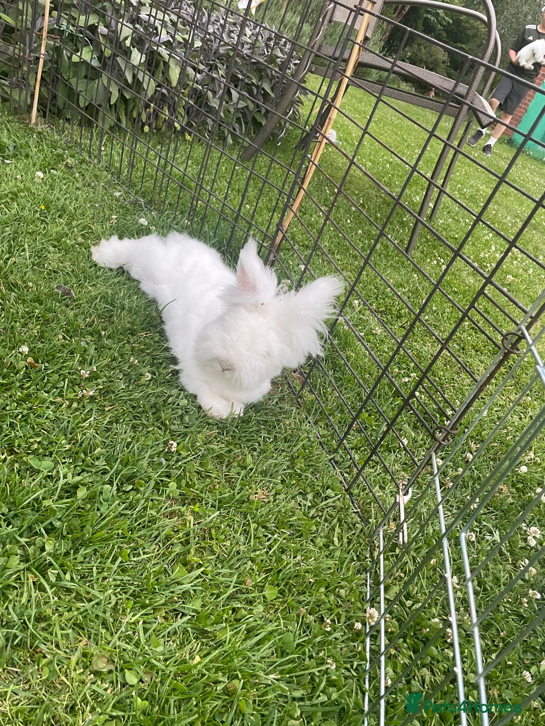 Lionhead rabbits for sale: 2 bonded rabbits  - Image 9