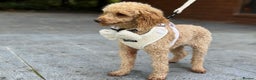 Miniature Poodle dogs for stud: ✨ Proven Toy Poodle Stud ✨ - Advert 4
