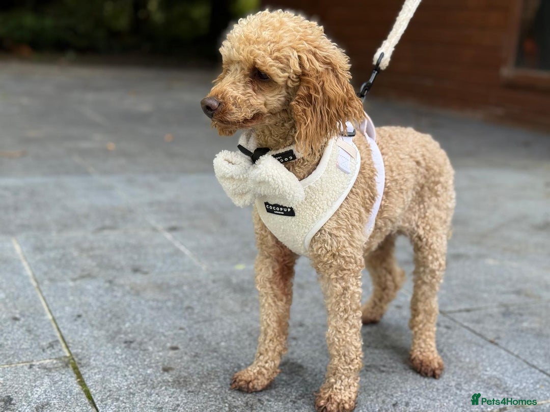 Miniature Poodle dogs for stud: ✨ Proven Toy Poodle Stud ✨ - Image 4