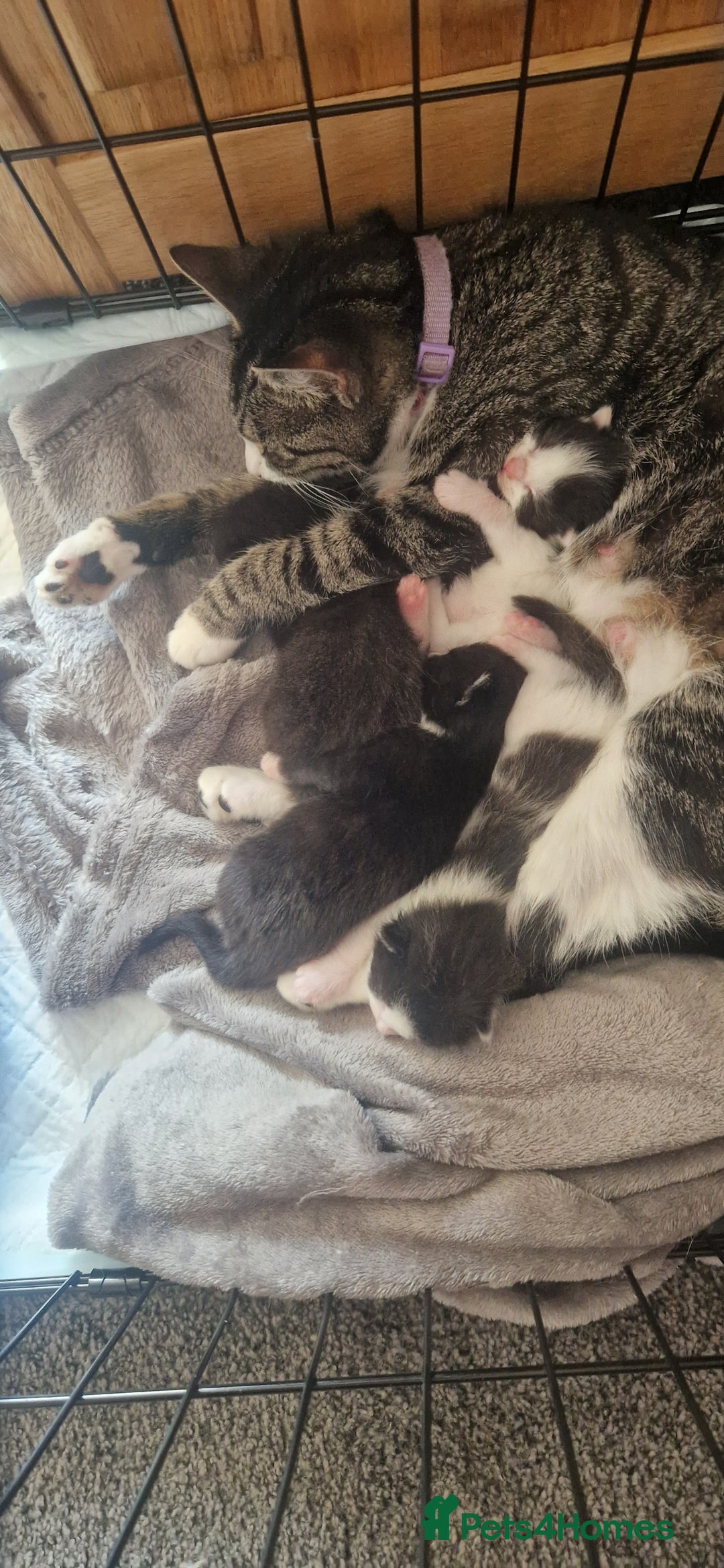 American Shorthair cats for sale: Kittens for sale - Image 14