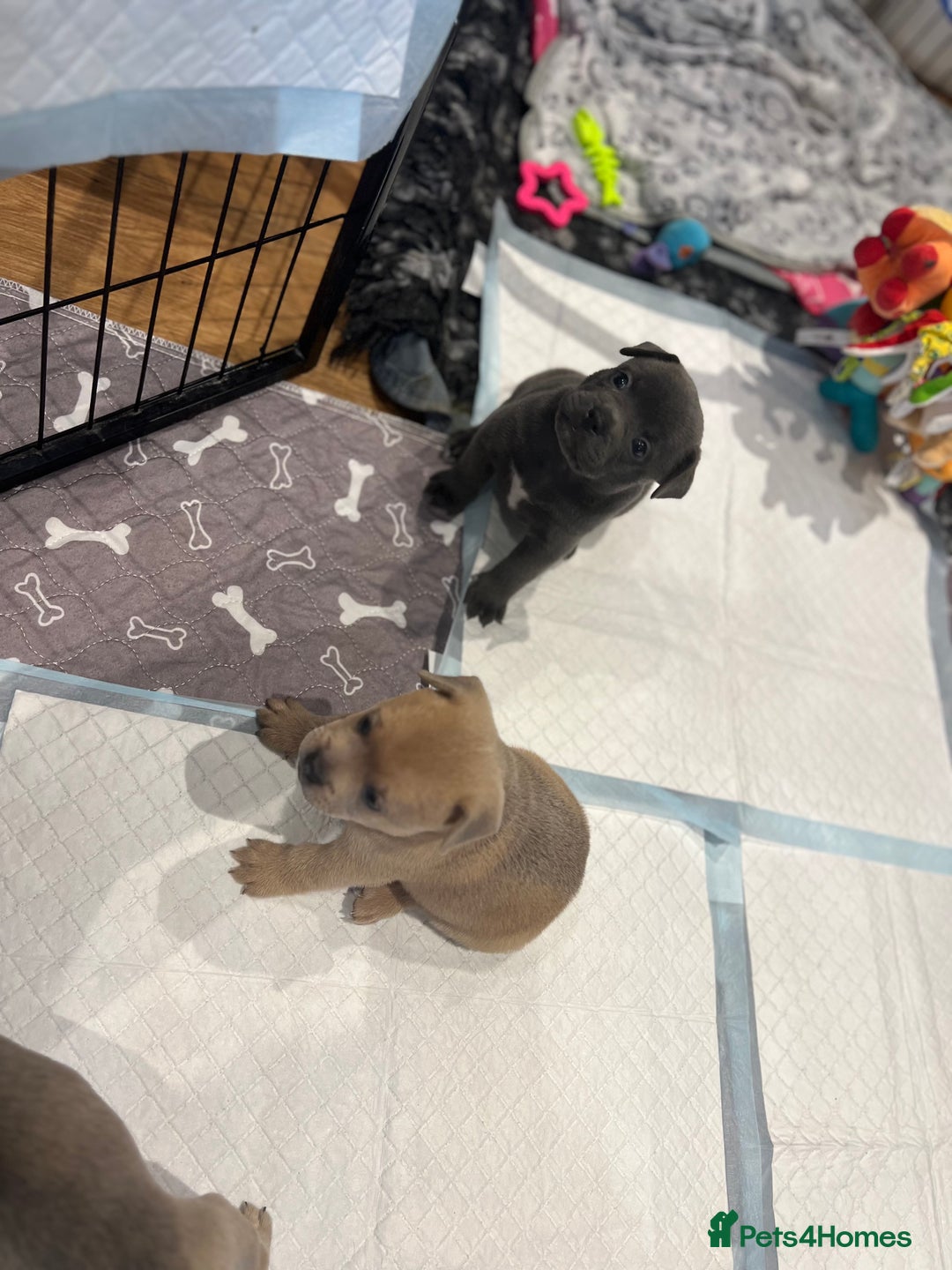 Mixed Breed dogs for sale: STUNNING UNIQUE PUPS 💙💗 - Image 10